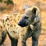 Hyena